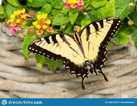 Borboleta Oriental Masculina De Tiger Swallowtail Que Alimenta Em