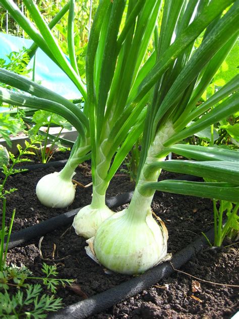 Your garden supply and advice hq. March 23 column: Growing onions - Susan's in the Garden