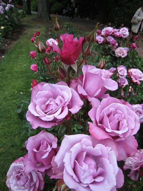 Barbra Streisand Hybrid Tea Hybrid Tea Roses Beautiful Gardens