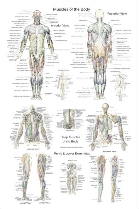 Human anatomy » cardiovascular system » the cardiovascular system of the upper torso. Anterior And Posterior Muscles Of The Human Body Poster ...