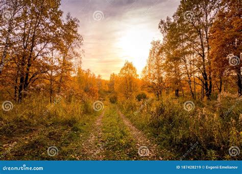 Sunset On A Field With Grass And Trees In Golden Autumn Stock Image