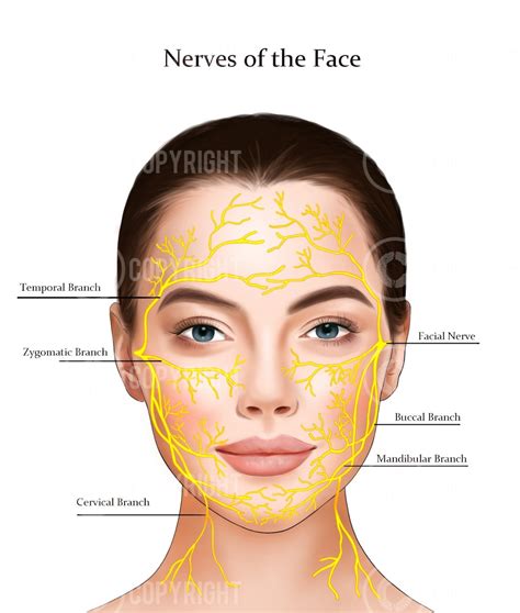 Facial Anatomy Bundle Botox And Filler Injector Anatomy Poster Aesthetics
