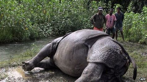 Nepal Arrests 14 Over Rhino Poaching Bbc News