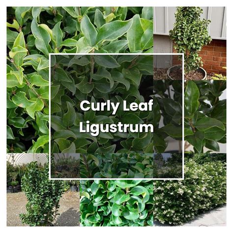 How To Grow Curly Leaf Ligustrum Plant Care And Tips Norwichgardener