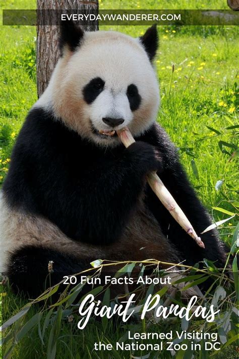 Fun Facts About Giant Pandas Panda Facts Panda For Kids Panda