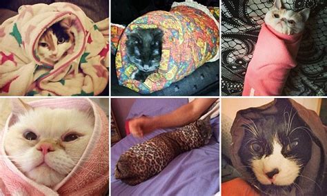 Cat Burrito Pictures Take Instagram By Storm Daily Mail Online