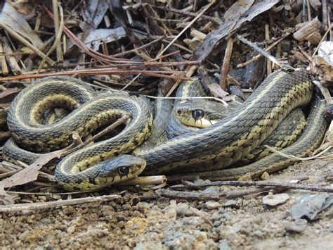 Pa Herp Identification Eastern Gartersnake