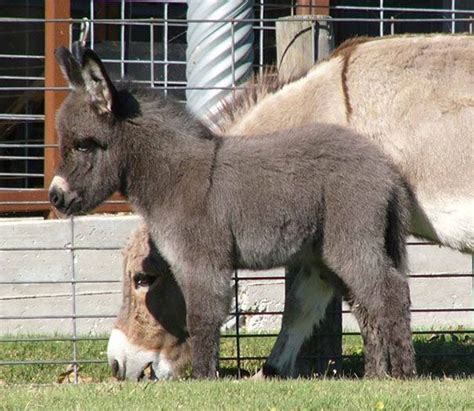 Miniature Donkey