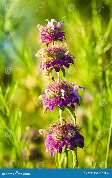 Purple Texas Wildflowers Stock Image Image Of Grass 42791759