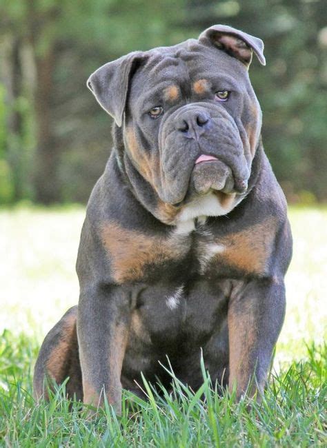 11 Best Old English Bulldogs Images Bulldog Puppies English Bulldog