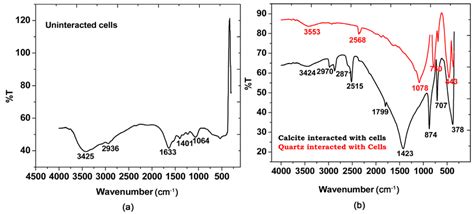 Ftir Spectra Of A Cell Control And B Interacted Calcite And