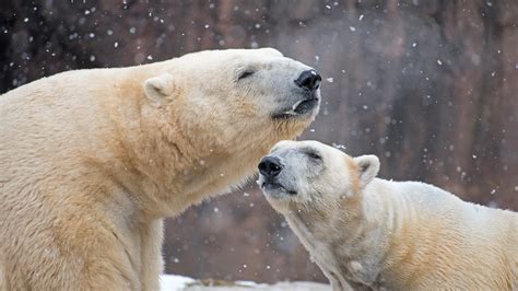 Female Polar Bear Killed By Male Bear During Breeding At