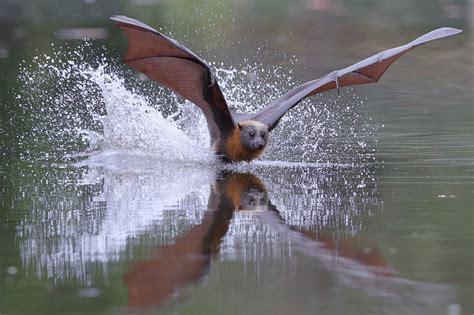 Flying Fox Been A While So Thought It Is Safe To Post An Image I