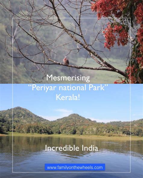 Periyar National Park Thekkady Kerala National Parks Forest