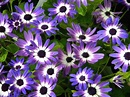 Blue Daisy Violet Daisies spring flowers - Blue Daisies signal the ...