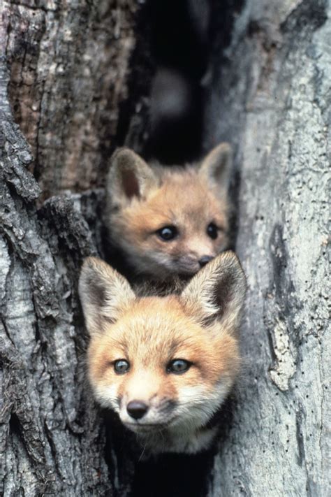 Red Fox Pups By Wisconsin Department Of Natural Resources Cute