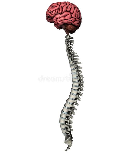 Spine And Brain Anatomy