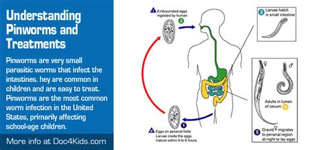 Understanding Pinworms And Treatments Pediatric Affiliates Of Hampton