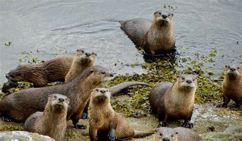 North American River Otter Facts — Seadoc Society