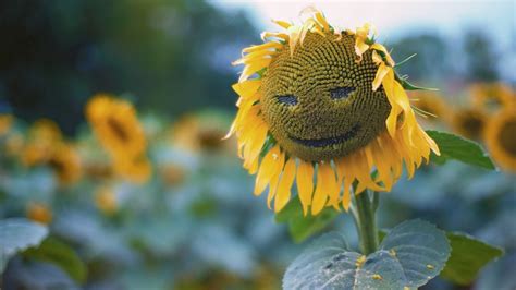 2560x1440 Sunflower Smiley 1440p Resolution Hd 4k Wallpapers Images
