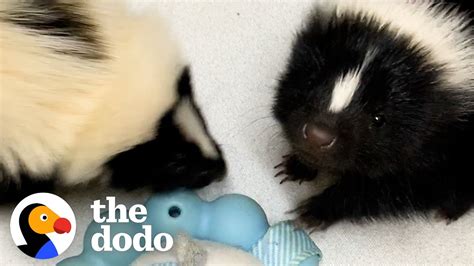 Runt Of These Orphaned Baby Skunks Turns Into The Boss Of The Litter