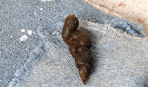 What Does Skunk Poop Look Like And Just How Dirty Is It Animal Corner