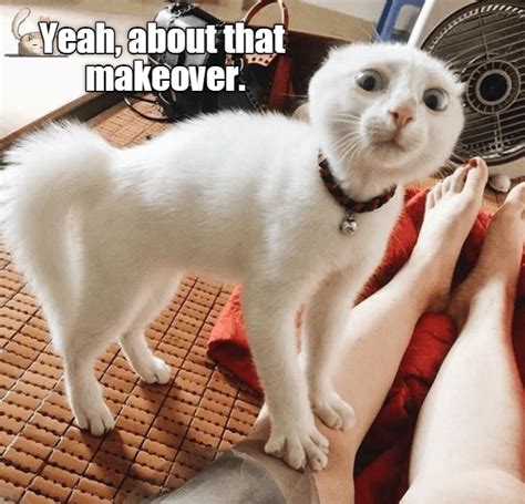 Makeover Lolcats Lol Cat Memes Funny Cats Funny Cat Pictures