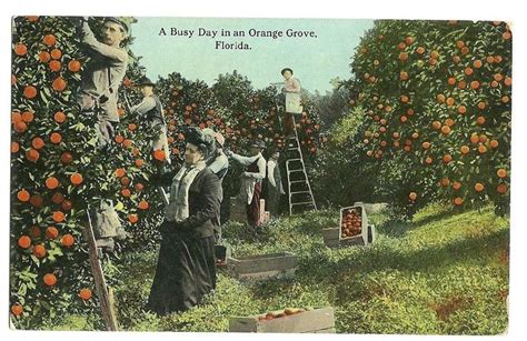 A Busy Day In An Orange Grove Florida Fl Postcard Ebay Scene Art Florida Postcard