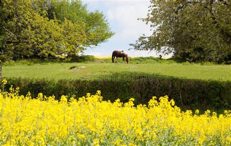 A Horse Grazing On A Meadow Surrounded By Trees And Blooming Rapeseed