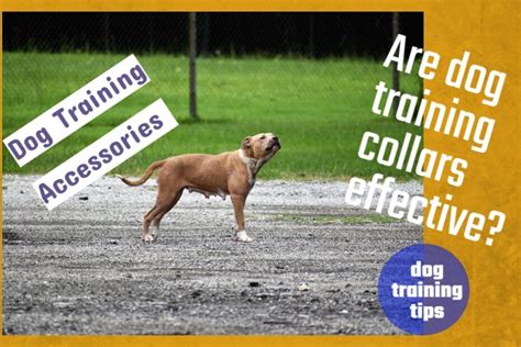 Using E Collars For Dog Training It Is Effective