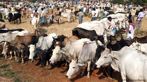 Counterview Maharashtra Haryana May Have Banned Beef But Are Among Biggest Supplier Of Cattle