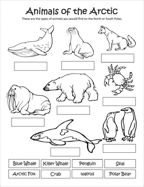 Printable Arctic Animal Coloring Pages In 2020 Arctic Animals