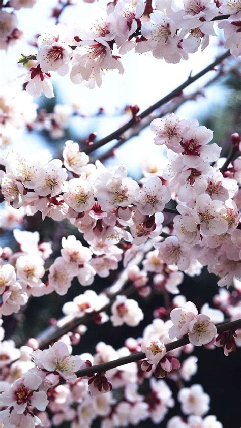 Cherry Blossom Iphone Background Download Free Pixelstalknet