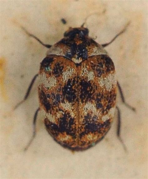 They will feed on almost anything they come across including wool, leather, hair. Carpet Beetle - The Study