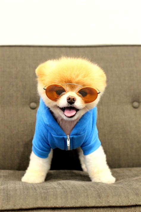 What Breed Of Dog Is Jiffpom