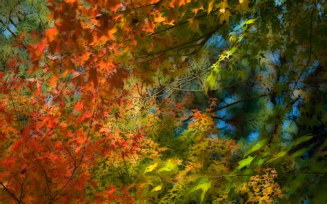 Fall Colors Background 44 Images