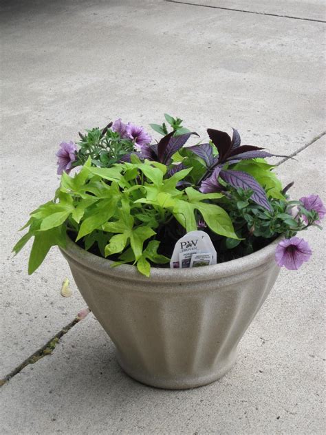 Chartreuse And Purple Flower Pots Container Gardening Plants