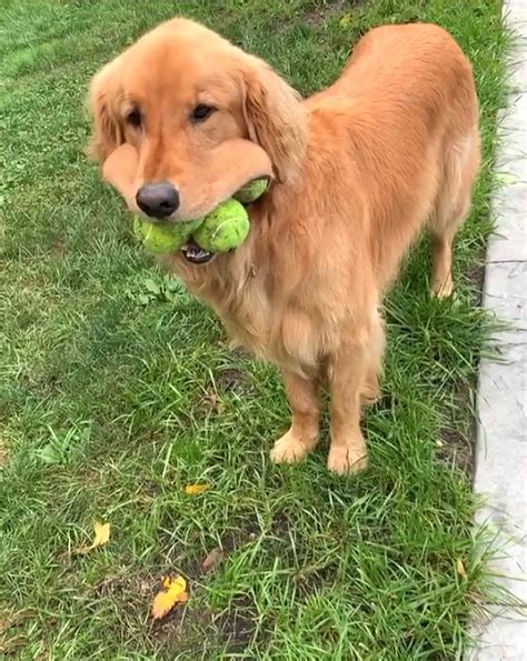 This Golden Retriever Can Fit 6 Tennis Balls In His Mouth