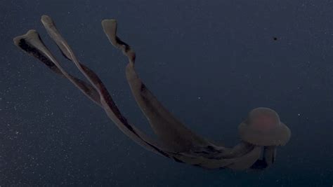 Ultra Rare Giant Phantom Jellyfish Observed Deep In The Ocean Nerdist