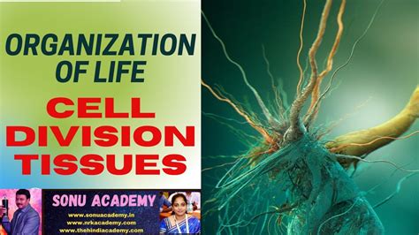 Organization Of Life Cell Division Tissues Cbse Class X Biology