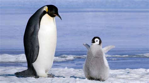 Penguins Birds Baby Animals Ice Wallpapers Hd Desktop