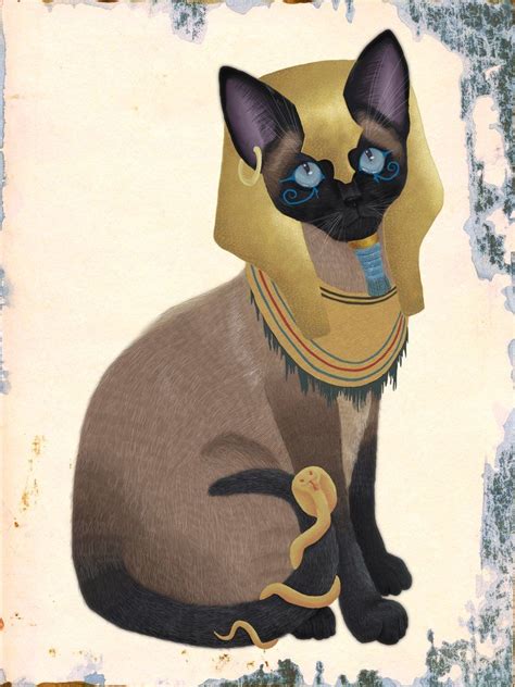 Siamese Cat Egypt Best Cat Wallpaper