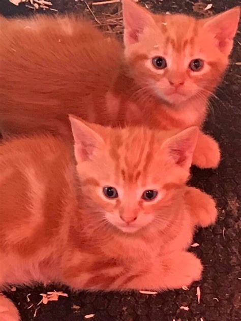 2 Lovely Male Ginger Kittens For Sale In Gloucestershire Gumtree