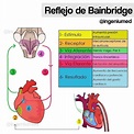 Reflejo de Bainbridge | Medicina humana, Anatomia y fisiologia ...