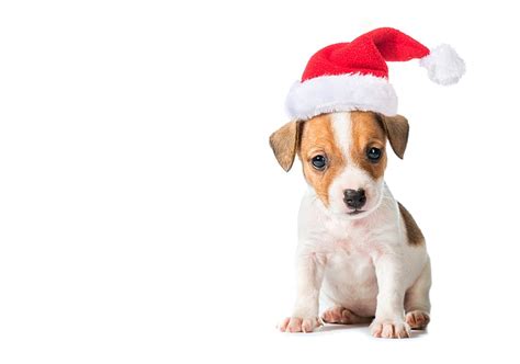 1080p Free Download Christmas Puppy Caine White Hat Puppy Red