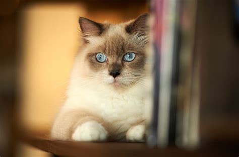 Blue Eyed Cat Cat Cats Animals Animal Hd Wallpaper Peakpx