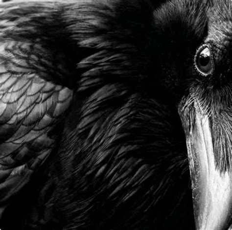 Beautiful Ravens Eye Black Bird Crow Crows Ravens