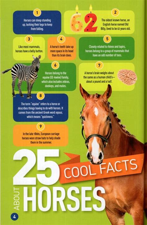 Random Facts About Horses Home Interior Design