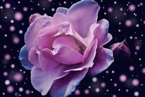 3019280 Bloom Blossom Fantasy Flower Pink Rose 4k Wallpaper