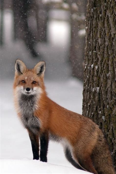 Pin By David Grier On Red Fox Animals Beautiful Animals Wild Red Fox